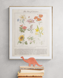Plan of Salvation Through Floral Symbolism