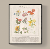 The Plan of Salvation Through Floral Symbolism