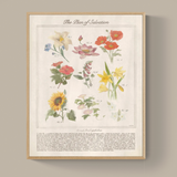 The Plan of Salvation Through Floral Symbolism