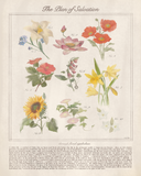 The Plan of Salvation Through Floral Symbolism